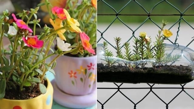 Cara Menanam dan Merawat Tanaman Bunga dalam Pot yang Mudah dan Praktis